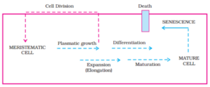 Example of stages of plant development